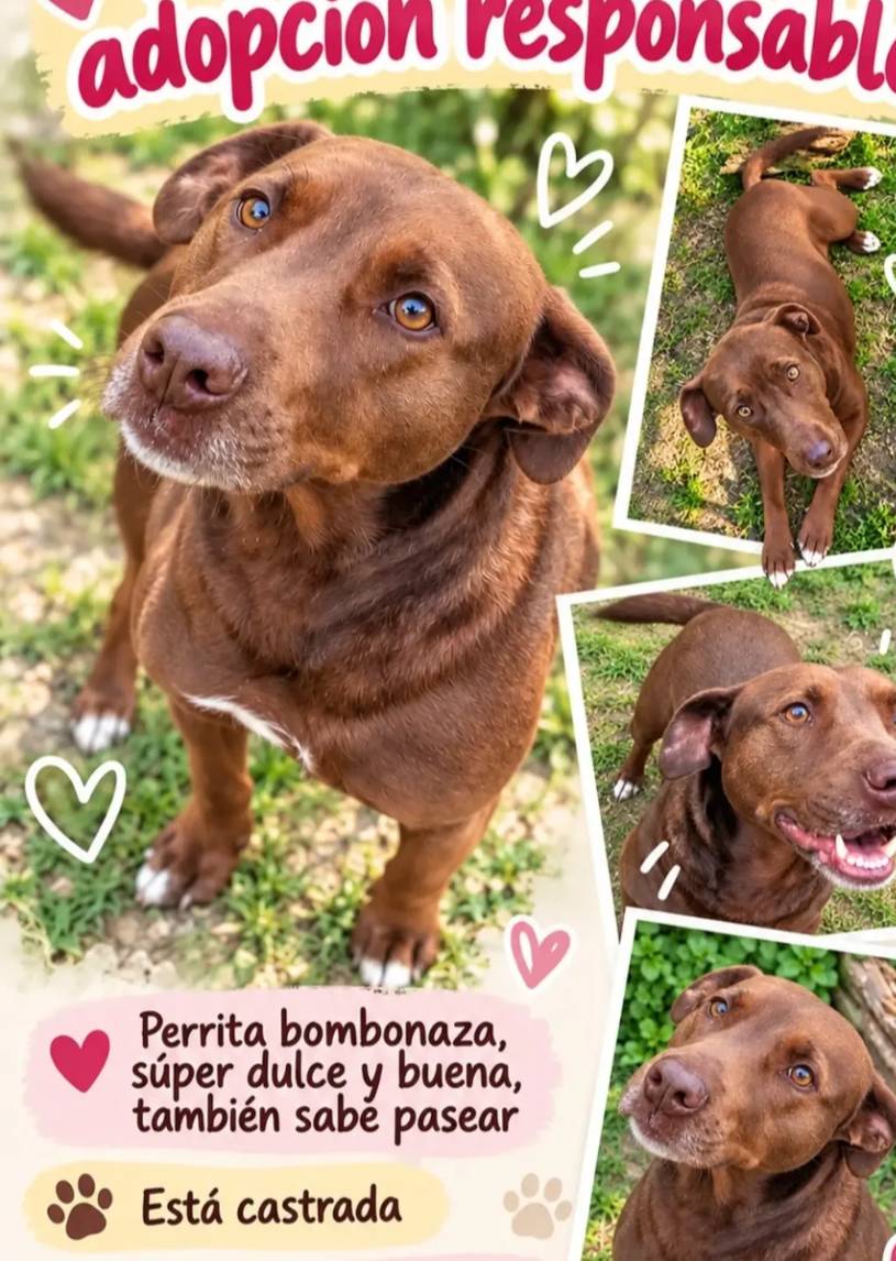 Apareció en las fiestas y la seguían los perros, se la pudo castrar.
Es súper mimosa y se lleva con perros y niños, a los gatos los corre.