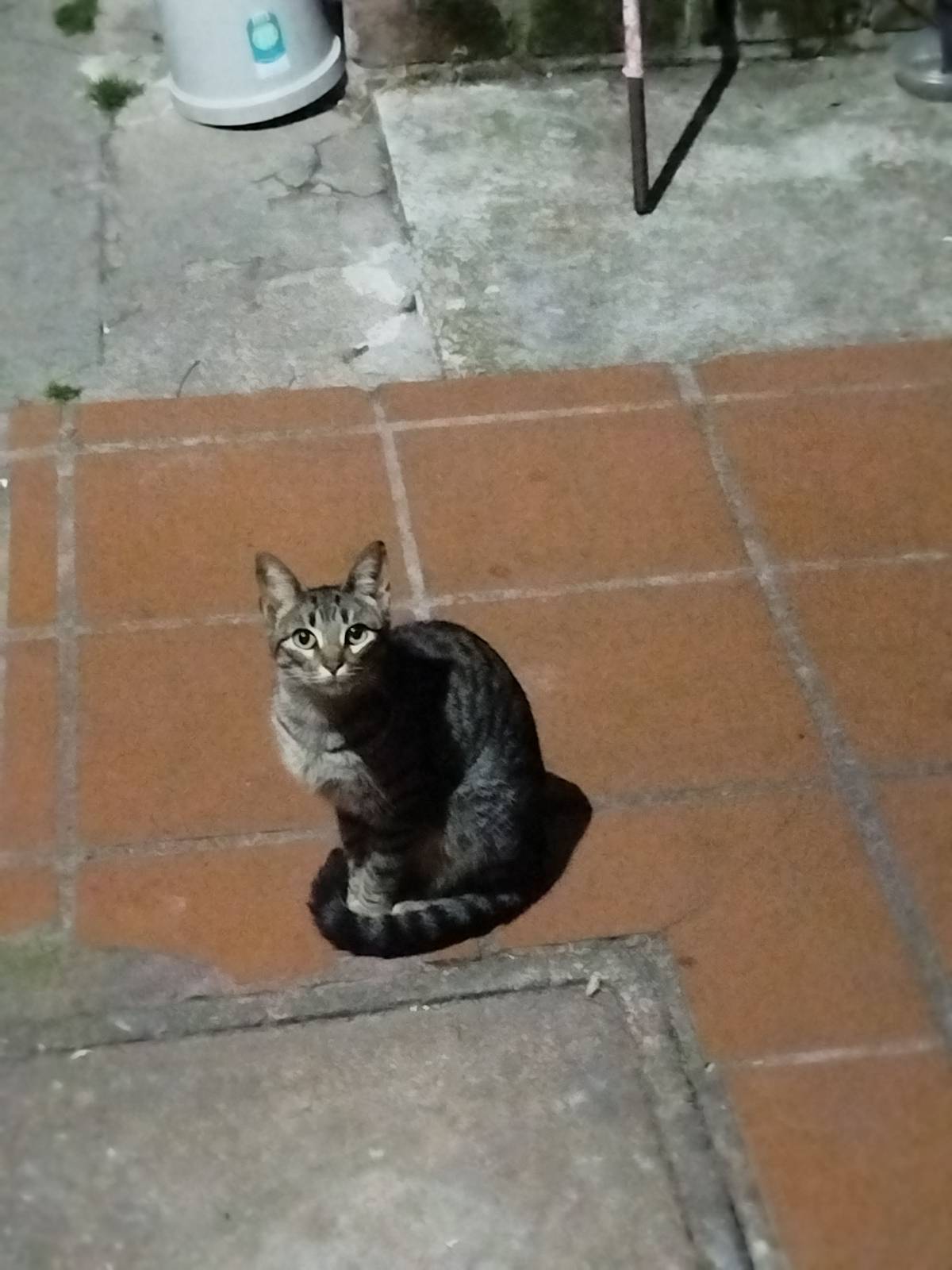 🐱❤️ BUSCA UN HOGAR RESPONSABLE — ¡URGENTE! ❤️🐱
Esta hermosa gatita apareció hace unos días por casa y desde entonces viene todos los días, especialmente por las noches. Es muy mimosa, dócil y cariñosa, se deja acariciar y busca el contacto con las personas. 🥺💗
Me preocupó verla llegar con tanta desesperación por la comida y no saber si estaba recibiendo los cuidados que necesita.
Además, parece ser jovencita y posiblemente esté entrando en celo. Hay machos rondándola y me preocupa muchísimo que quede preñada si es que ya no sucedió, porque eso podría traer más gatitos al mundo sin tener la certeza de que van a contar con un hogar y los cuidados que merecen. 💔🐾
Lamentablemente, yo ya tengo varias mascotas (dos perr@s y tres gat@s) y no puedo incorporar otra a mi hogar. La situación me sobrepasa, pero no quiero dejar de intentar encontrar una solución para ella.
No quiero que esta chiquita siga desamparada ni que termine teniendo crías que también puedan quedar sin hogar. Necesita una oportunidad y una familia que la cuide responsablemente. 🏡❤️
Si no podés adoptarla, pero conocés a alguien que pueda ayudar o podés compartir la publicación, te lo agradecería muchísimo.
📩 Cualquier ayuda es bienvenida. ¡Entre todos podemos cambiarle la historia a esta pequeña! ❤️🩹🐈
🥺💔 Mientras tanto, le preparé una cajita con una mantita bajo techo para que tenga un lugar donde resguardarse y dormir un poquito más calentita. Sin embargo, sigue estando a la intemperie y el clima no acompaña, por lo que me preocupa que continúe pasando frío y estando expuesta a las inclemencias del tiempo.
Mis gatos y perros no la aceptan y mis familiares no me permiten incorporar otra mascota al hogar, por lo que lamentablemente no puedo quedármela ni darle el espacio y la protección que necesita y me gustaría.
Por eso, les pido de corazón que me ayuden a encontrarle una familia responsable. ❤️🩹 No quiero que siga pasando por esta situación ni que quede preñada 🙏🏻🙏🏻🙏🏻 y traiga más gatitos al mundo sin un hogar asegurado. Y no les aseguro que ya no lo esté.
🙏 Si podés adoptarla o ayudarme a encontrarle un lugar seguro para que llegue a la persona indicada, te lo voy a agradecer muchísimo. Ella también merece una oportunidad de vivir protegida y recibir todo el amor que tiene para dar. 🐱❤️
📍ZONA: Punta de Rieles - Montevideo.