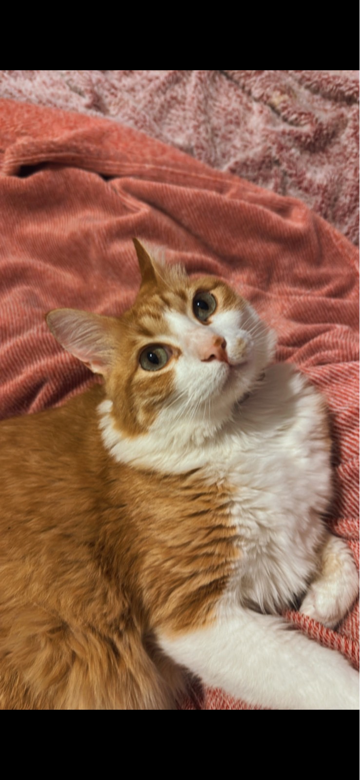 MILO