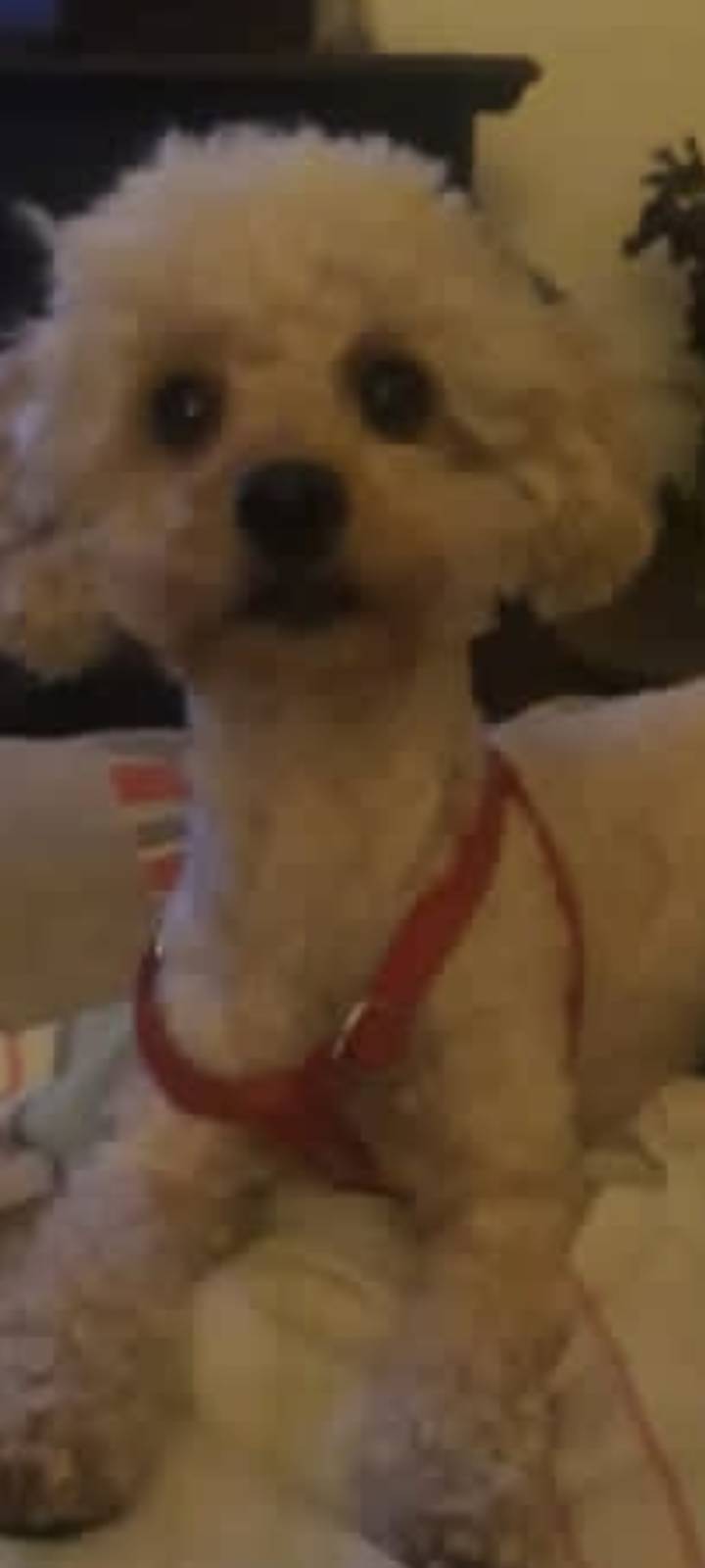 Rubi