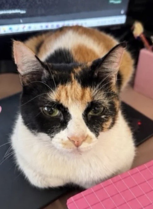 Tsuki