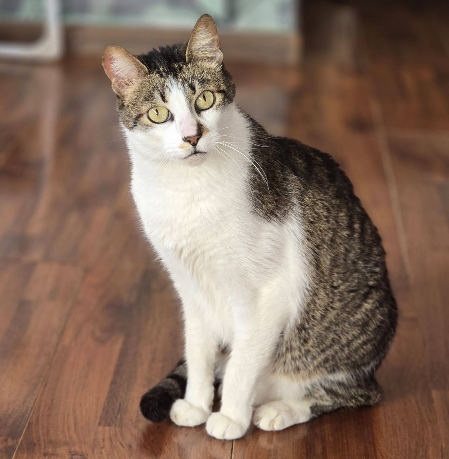 Camilo