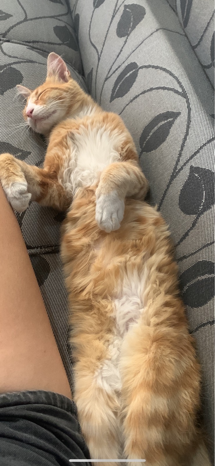 Milo 2